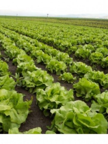 Rivalda (1000 seminte) drajate de salata de capatana cu o perioada de 50-60 de zile de la plantare ajungand la o greutate medie de 400-600 grame ce nu emite tija florala, Rijk Zwaan