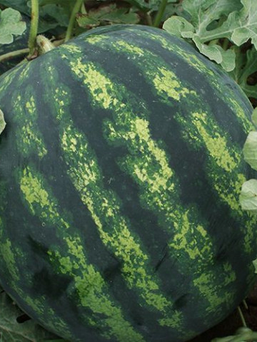 Romanza F1 (1000 seminte) pepene verde timpuriu, Syngenta