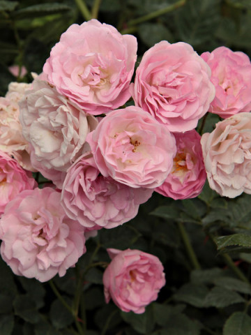 Rosa Mini Pink (ghiveci 1,5 l), trandafir pitic cu flori roz delicate
