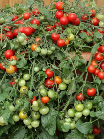 Rosii Bajaja (0.5 grame), seminte de rosii tip cherry pentru balcon, Kertimag
