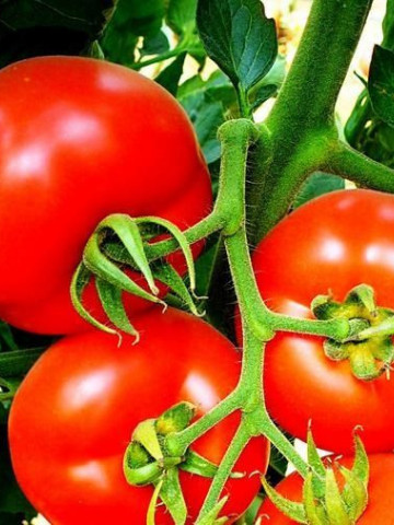 Rosii Buzau 22 (120 seminte), tomate soi viguros crestere determinata, Agrosem
