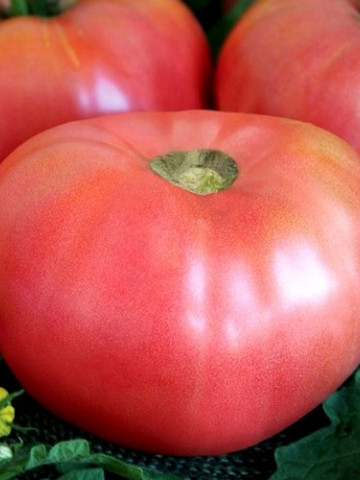 Rozali (0.5 gr), seminte tomate soi roz Nedeterminat tip Gigant cu tulpina inalta, Florian