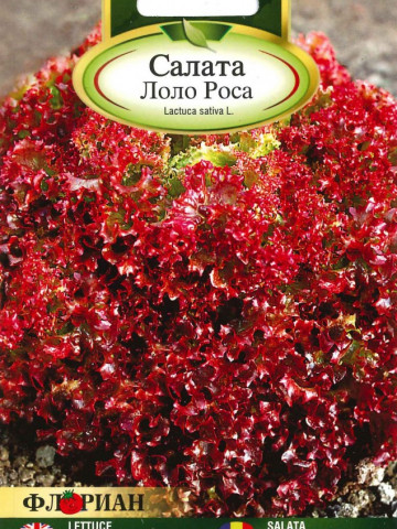 Salata LOLLO ROSSA - 2 gr - Seminte de Salata Soi semitimpuriu Florian Bulgaria
