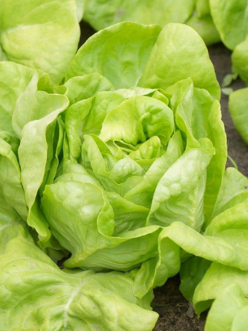 Salata White Boston (2 g) seminte de salata capatana cu frunze netede, Prima Sementi