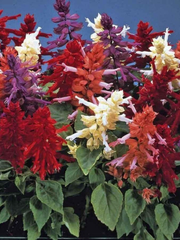 Salvia splendens mix (28 seminte) planta anuala flori rosii, portocalii, roz, violet, Agrosem