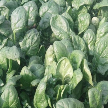 Samos F1 (1 kg) seminte spanac de culoare verde inchis ce prezinta o toleranta buna la frig recomandat semanarilor din toamna si iarna, Clause