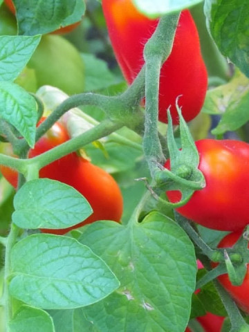 San Marzano - 0.5 gr - Seminte de rosii Soi Semitimpuriu Determinat Florian Bulgaria