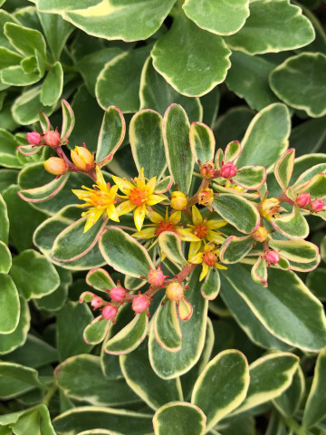 Sedum Variegatum (in ghiveci de 1 L), rasad de planta suculenta vesnic verde, cu frunze verzi cu marginile galbene si flori stelate galbene