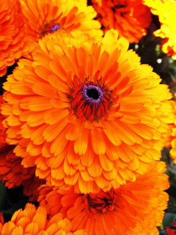 Seminte BIO Galbenele (Calendula officinalis) 250 de seminte de planta medicinala galbenele, Bee Happy Laktofol