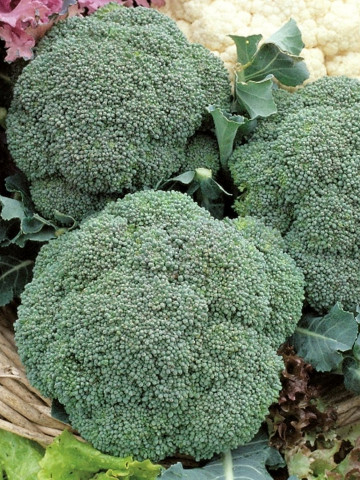 Seminte broccoli Chevalier F1 (1000 seminte), semitimpuriu, Seminis