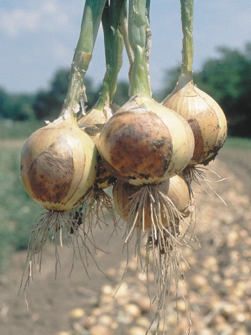 Seminte ceapa Fredo F1 (250.000 seminte), ceapa de pastrare, agroTIP