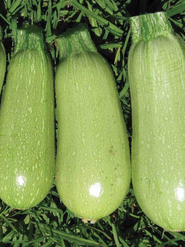 Seminte dovlecel Italian Light Green (1 kg) soi de culoare verde deschis, soi timpuriu, Agrosem