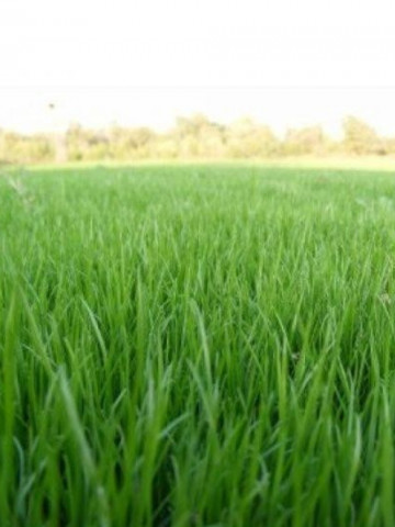 Seminte Gazon Raigras Peren 1 Kg Seminte de Raigras Peren Calitate Superioara de la Florian