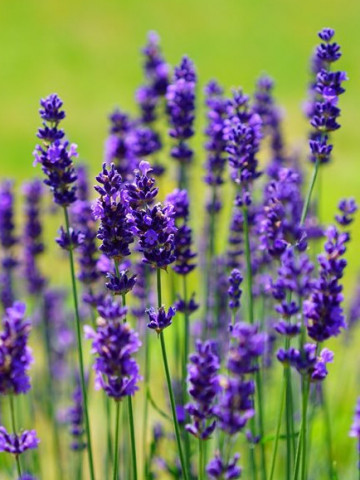 Seminte Levantica (Lavanda) 300 de seminte de Lavanda, Agrosem