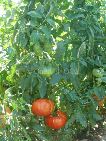 Seminte rosii Fantezia (Fantazia), 60 seminte de tomate tip gigant soi nedeterminat semitimpuriu, Opal Bulgaria