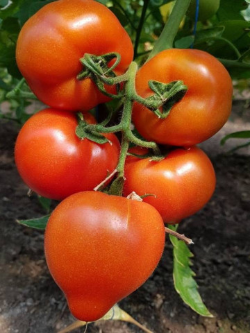 Seminte rosii Melanet F1 (500 seminte), extratimpurii semideterminate, Syngenta