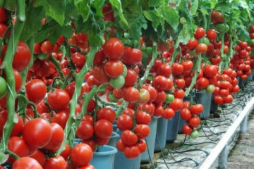Seminte rosii Profilo F1 (500 seminte), nedeterminate, De Ruiter Seeds