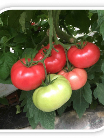 Seminte rosii roz Flamingo F1 (500 seminte), nedeterminate, agroTIP