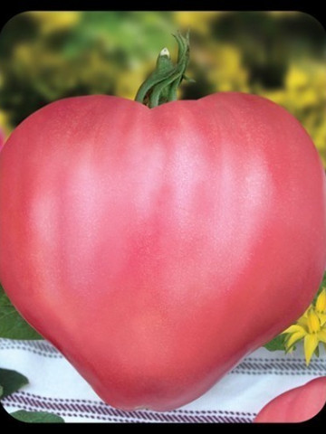 Seminte tomate Rozov Dar (Dar Roz), 1000 seminte, tip Inima de Bivol Gigant, Florian