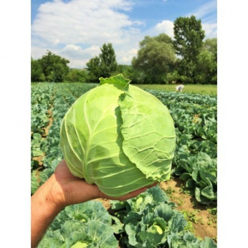 Seminte varza Cosima F1 (10.000 seminte), foarte timpurie, agroTIP