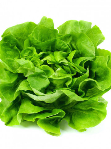 Singapore (5000 seminte) salata de capatana cu aspect placut, recomandat pentru culturi de toamna, iarna, Syngenta