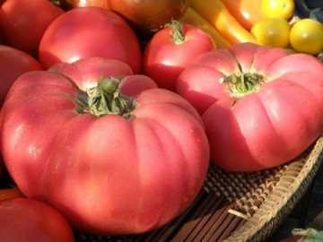 Skorpion Giant (25 seminte) rosii gigant soi heirloom, rezistent, culoare roz, aromate si dulci, Rusia