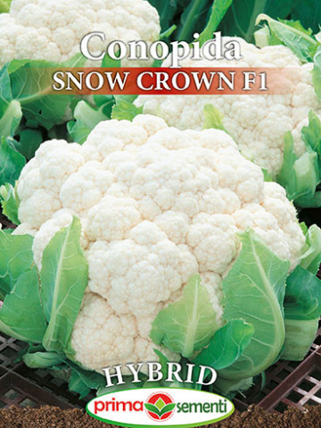 Snow Crown F1 (120 seminte) de conopida timpurie, fructe compacte, alb deschis Prima Sementi