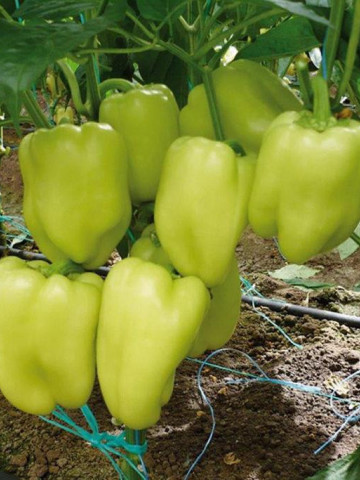 Soroksari ardei gras (50 grame) ardei gras tip Dolma soi semitimpuriu, Superior Seeds