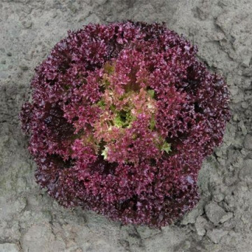 Spectation (5000 seminte drajate) salata cu capatani mari bine structurate cu frunze crete de culoare rosu inchis, Bejo