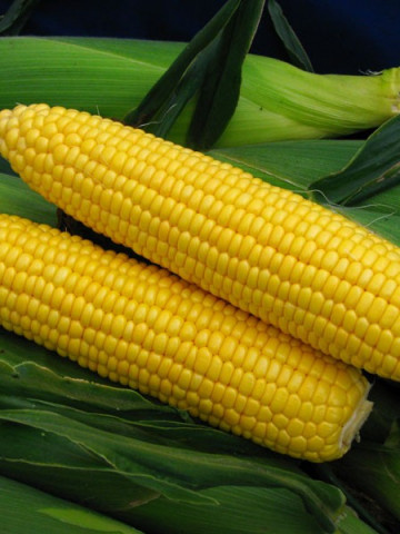 Spirit F1 - 10.000 sem - Seminte de porumb zaharat 65-68 zile stiuleti de 16-18 cm de la Syngenta
