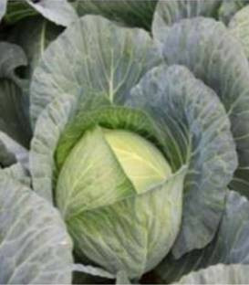 Storka F1 (2500 seminte) de varza forma rotunda ce ajunge la maturitate dupa 140 de zile cu frunze subtiri si netede structura puternica ce rezista bine la verile calduroase, Takii Seeds