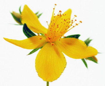 Sunatoare Medicinala (0.2 gr) Seminte Flori Sunatoare de la Florian