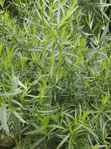Tarhon (0.2 gr) seminte de planta aromatica, Agrosem