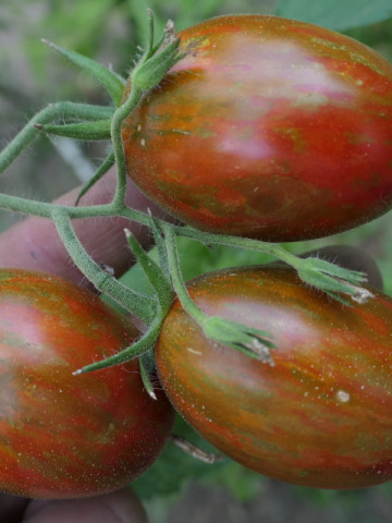 Tiger Black Plum (25 seminte) rosii prunisoare purpurii-visinii, roscat-mahon cu dungi aurii, gust de rosie clasica, Ukraina