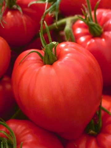 Tomate roz Herodes (100 seminte) rosii in forma de inima, ChemyFarm