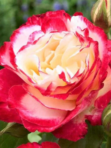 Trandafir Teahibrid Double Perfume (1 butas in ghiveci 2 l), armonie intre alb, galben si roz intens, butasi de trandafiri