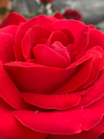 Trandafir Teahybrid Dame de Coeur, butasi de trandafiri cu flori parfumate foarte mari, de culoare rosu intens, Yurta