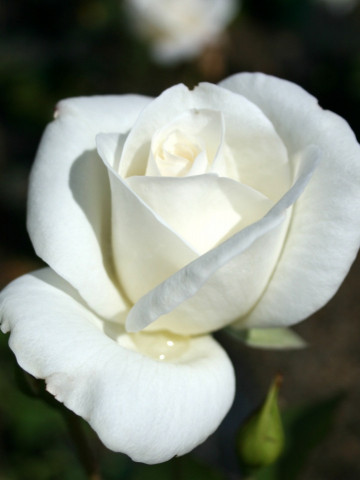 Trandafir Teahybrid Virgo (1 butas), trandafir cu flori mari, albe, butasi de trandafiri