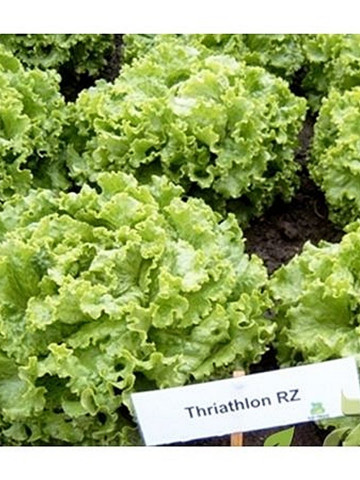 Triathlon - 5000 sem - Seminte de salata pentru cultivarea pe perioada verii deoarece nu emite tija florala cu un foliaj crocant si foarte fin de la Rijk Zwaan