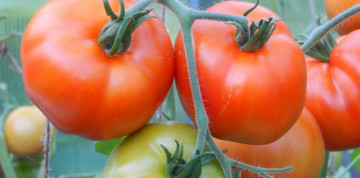 Uragan F1 svftm (300 seminte) tomate hibrid si productie excelente, Superior Seeds