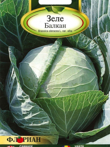 Varza Balcan - Balkan (100 gr) seminte de varza, capatana de 3 - 4 kg, indesata, cu frunze subtiri, corespunde cu varza de Buzau, Florian
