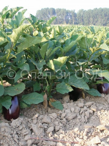 Vinete NR 12 (400 seminte) de vinete soi semitimpuriu greutate medie de 250 gr, gust excelent, foarte productiv, Opal