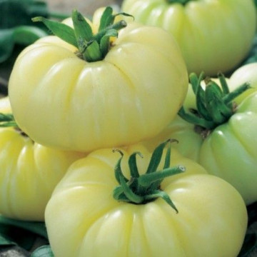 White Beauty (100 seminte) tomate albe spre galben, soi vechi tip grasa, Agrosem