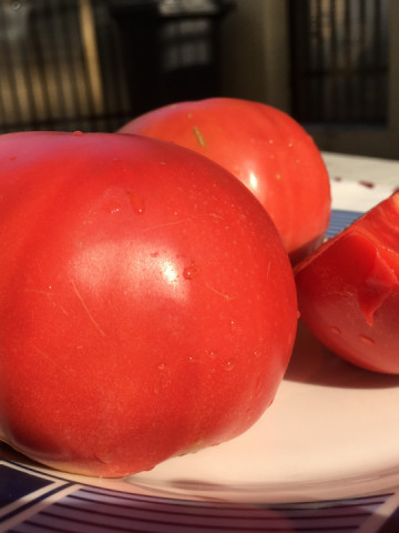 Rozamax Tomate Roz (0.5 gr), Seminte de Rosii Gigant roze Rozamax de la Florian Bulgaira Soi Nou