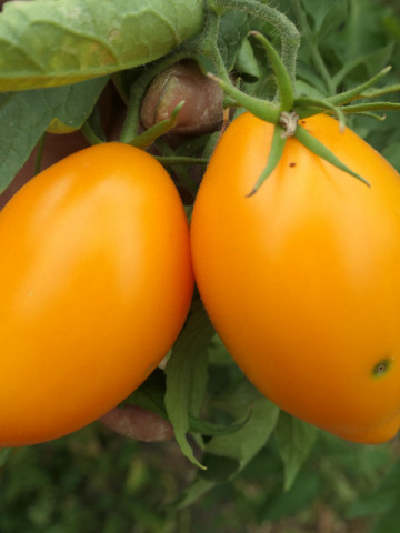 Melon (30 seminte) rosii gigant lungi, galbene-portocalii, nedeterminate, Ukraina