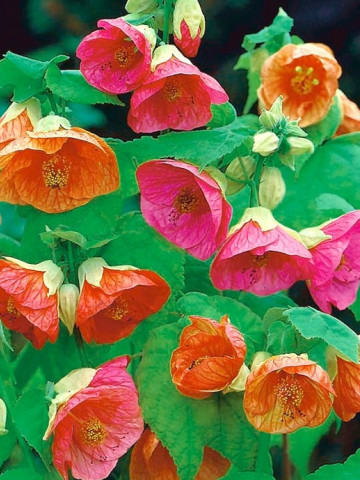 Abutilon Hybridum Mix (130 seminte) floarea artar Serie Lux, Florian