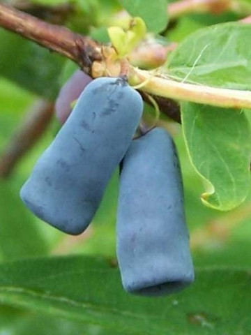 Afin Siberian - Boabe de Miere (1 butas in ghiveci 2 l), butasi de afin siberian cu fructe suculente, gustoase, vitaminizante si hipotensive, Yurta