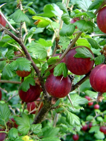 Agris rosu Hinnonmaki Rot (1 butas), arbust fructifer agris fructe dulci-acrisoare, Yurta