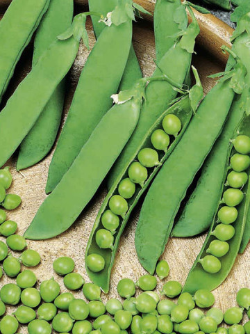 Alderman (500 gr) seminte de mazare cu port inalt, Agrosem