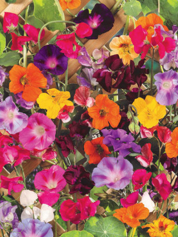 Amestec de flori anuale urcatoare (2 g) seminte plante cu flori viu colorate, urcatoare, Horti Tops